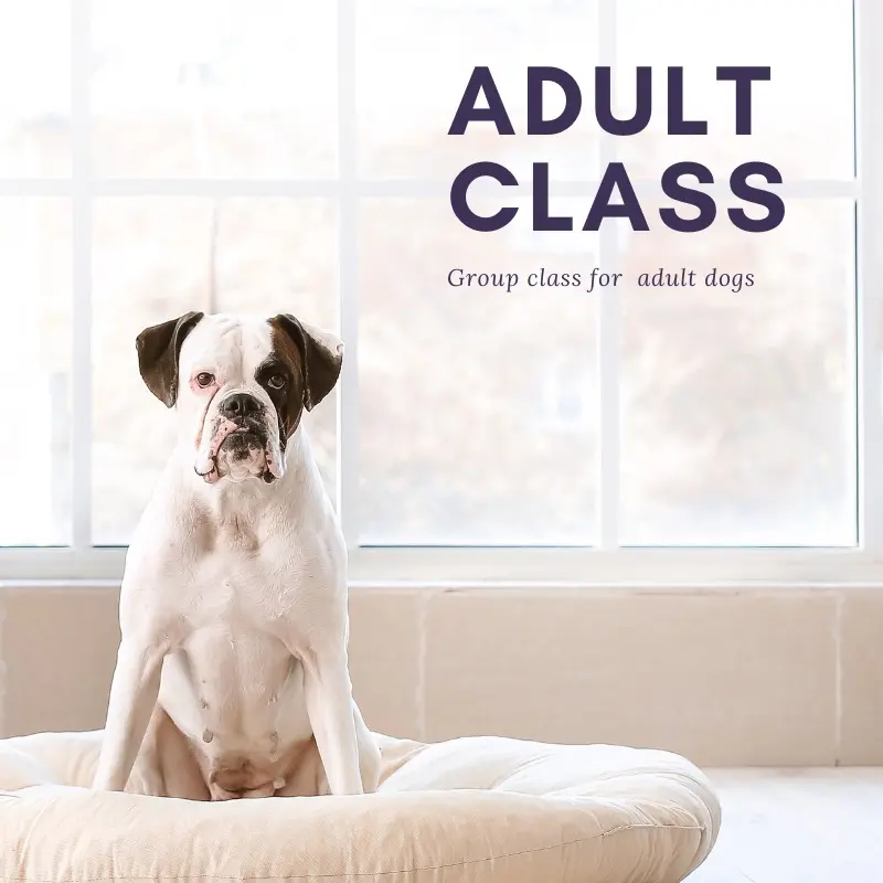 Adult Obedience Level 2- Allay Canine