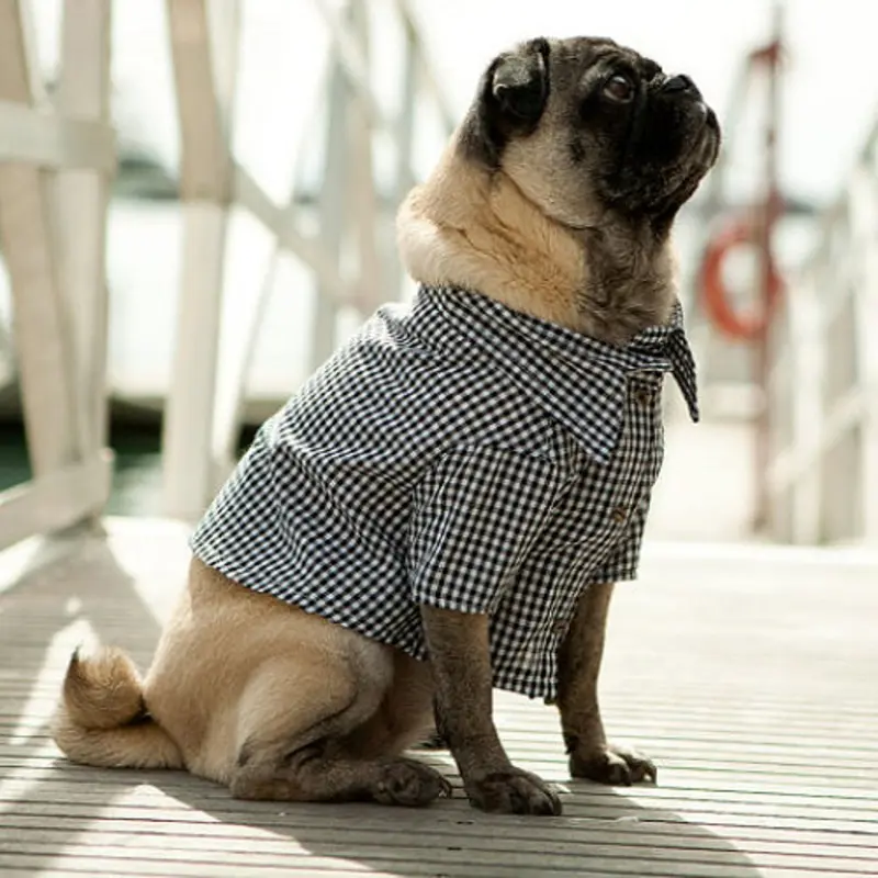 Port Black Gingham Dog Shirt Small