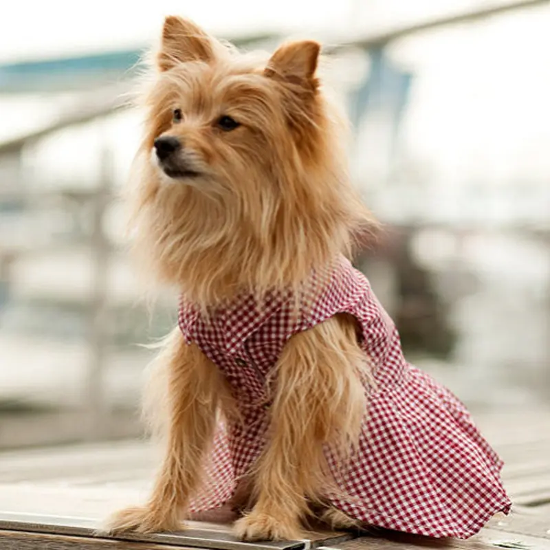 Port Red Gingham Dog Dress Small