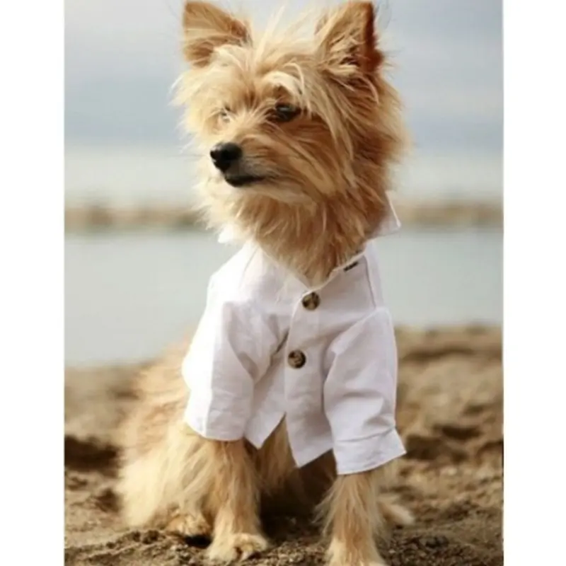 White Cotton Club Dog Shirt Small