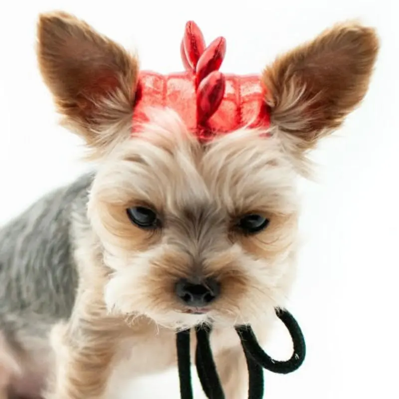 Dragon Pet Dog Hat XS