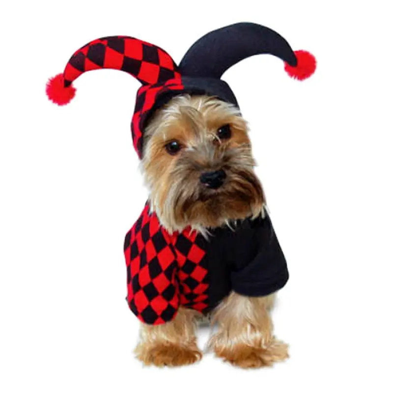 Jester Pet Dog Costume XS