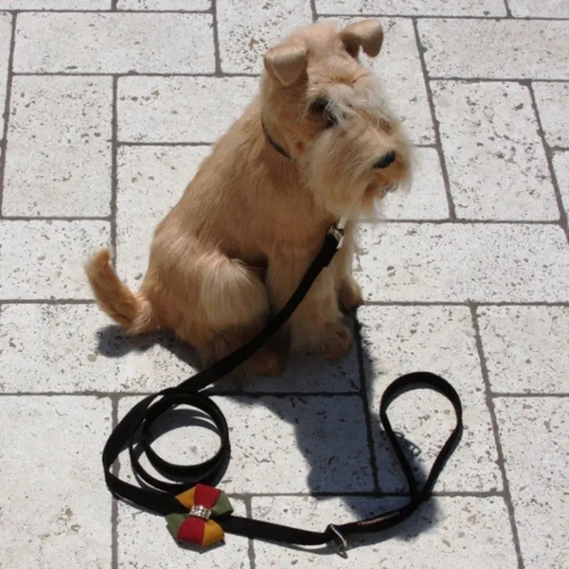 Autumn Bow Dog Leash - Susan Lanci