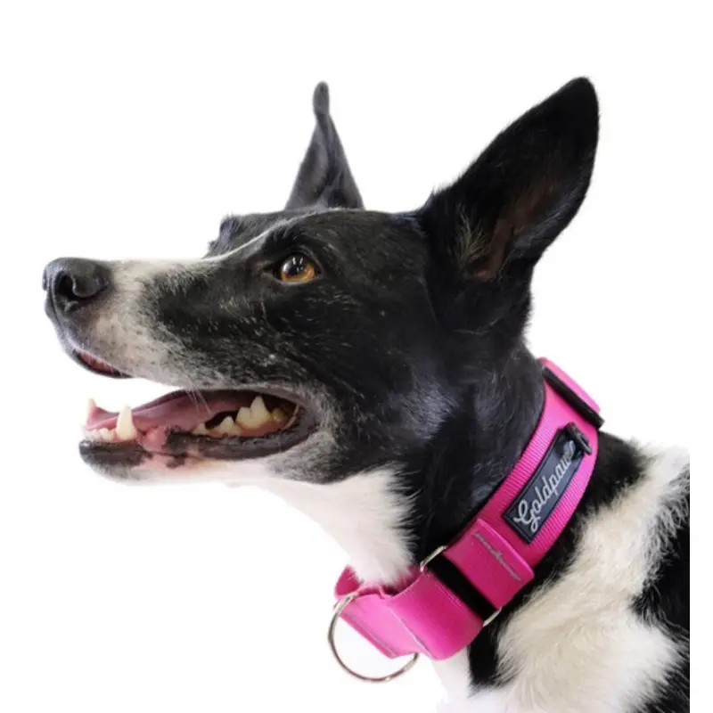 Standard Dog Martingale Collar - Fuchsia Pink