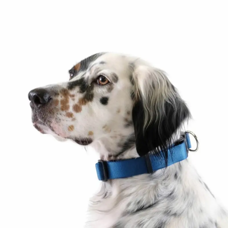 Standard Dog Side Release 1" Collar - Marine