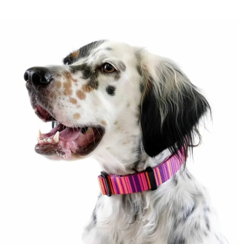 Standard Dog Side Release 1" Collar - Sunset