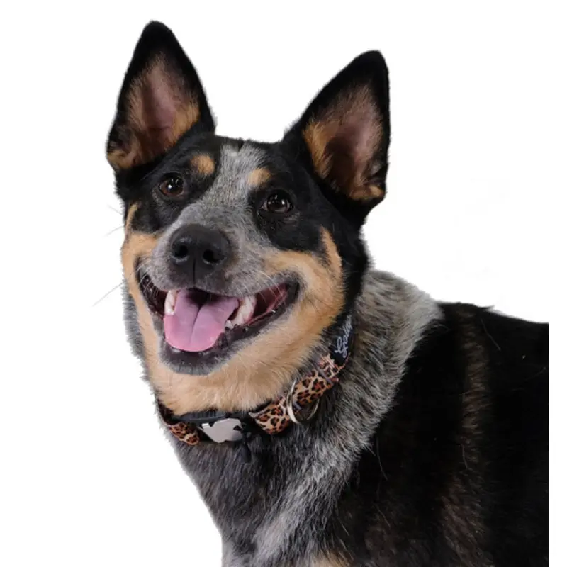 Swiftlock Dog Side Release 1" Collar - Leopard