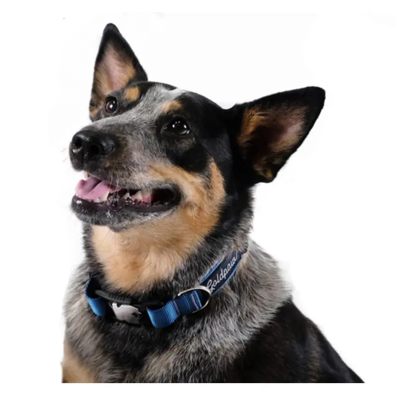 Swiftlock Dog Side Release 1" Collar - Marine