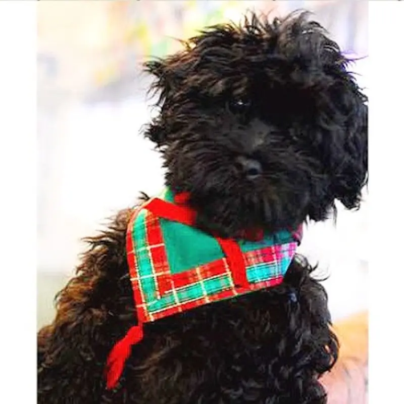 Plaid Me Up Christmas Dog Bandana Small