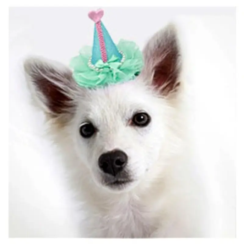 Pretty Birthday Party Dog Hat Clip On - Aqua One Size Only
