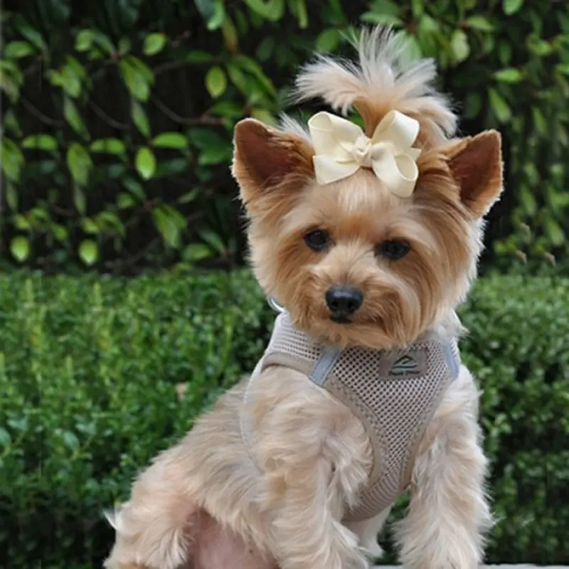 American River Choke Free Step In Dog Harness - Beige XS