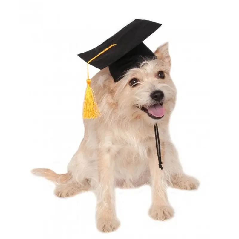 Rubies Graduation Dog Hat - Black Small/Medium