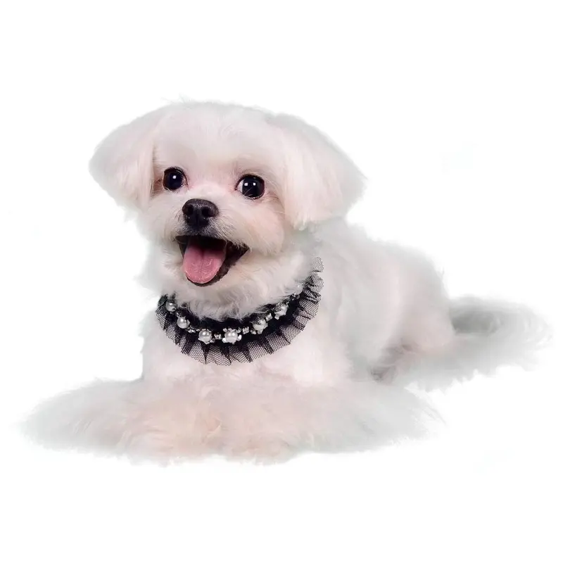 Pooch Outfitters Lila Deco Dog Collar  X-Small - Out of Stock!