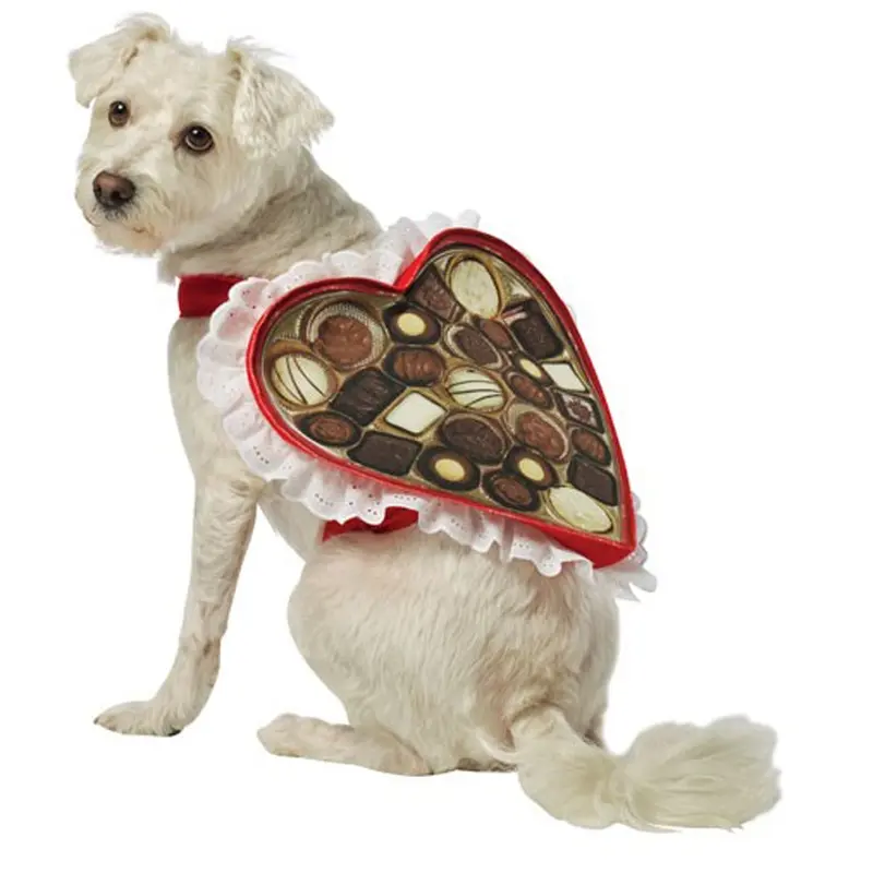 Rasta Imposta Chocolate Box Dog Costume X-Small
