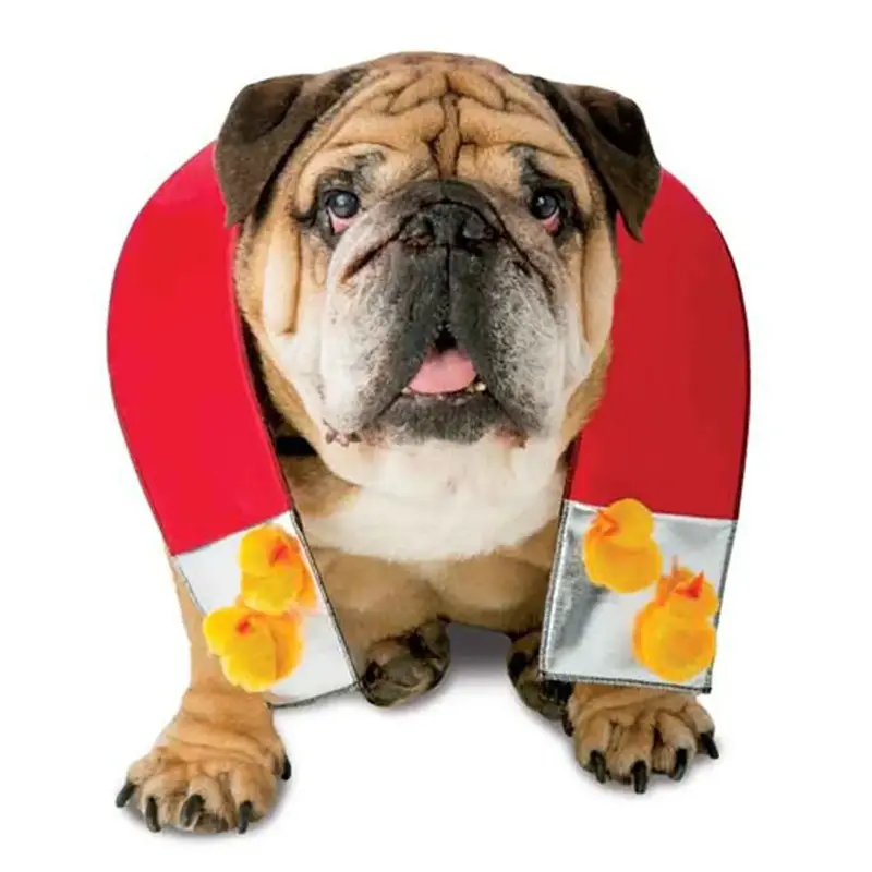 Zelda Chick Magnet Halloween Dog Costume X-Small/Small