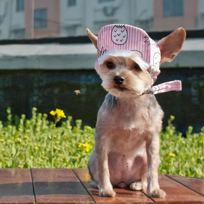 Pineapple Dog Hat by Dogo - Pink Large