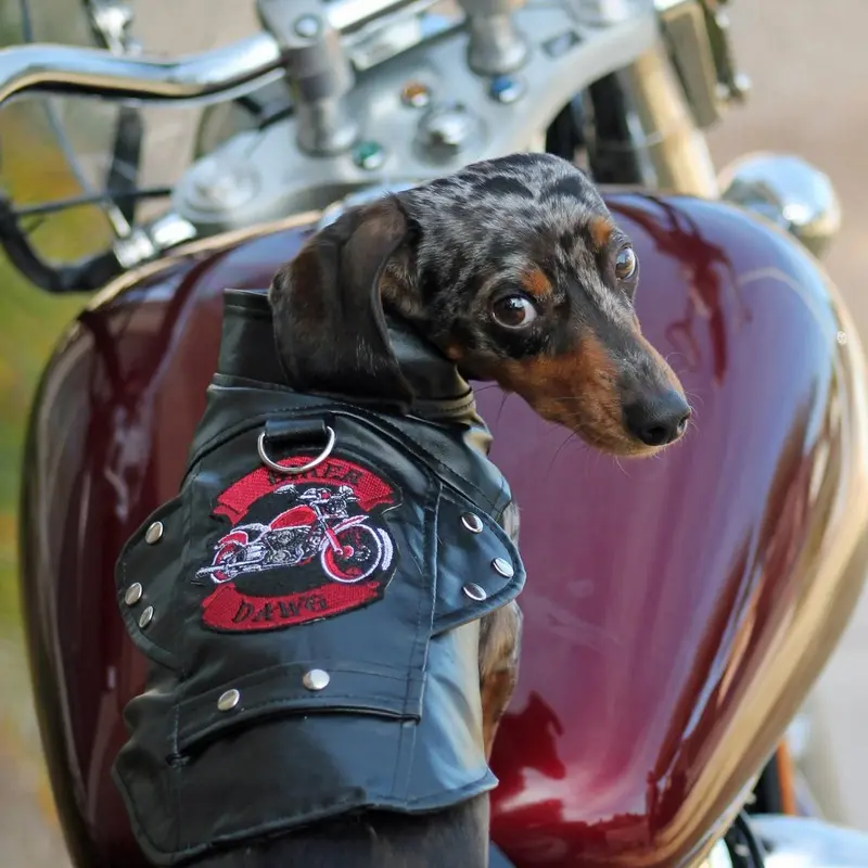 Biker Dawg Motorcycle Dog Jacket by Doggie Design - Black X-Small
