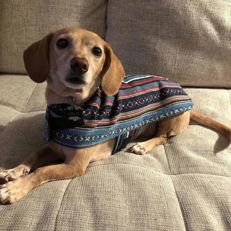 Walking Palm Dog Poncho - Beach House Small