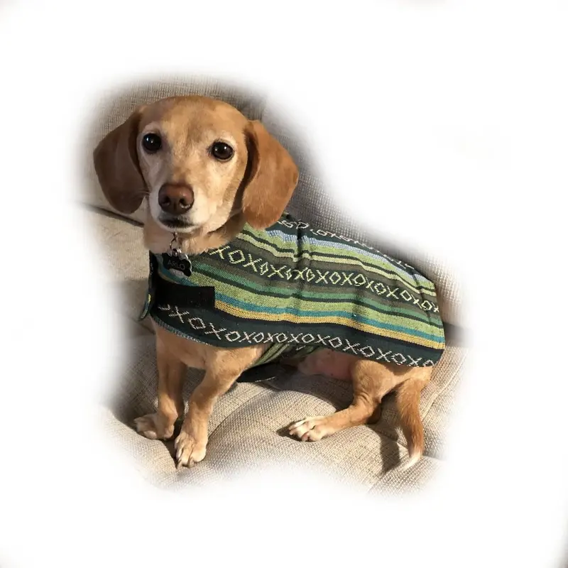 Walking Palm Dog Poncho - Evergreen Small