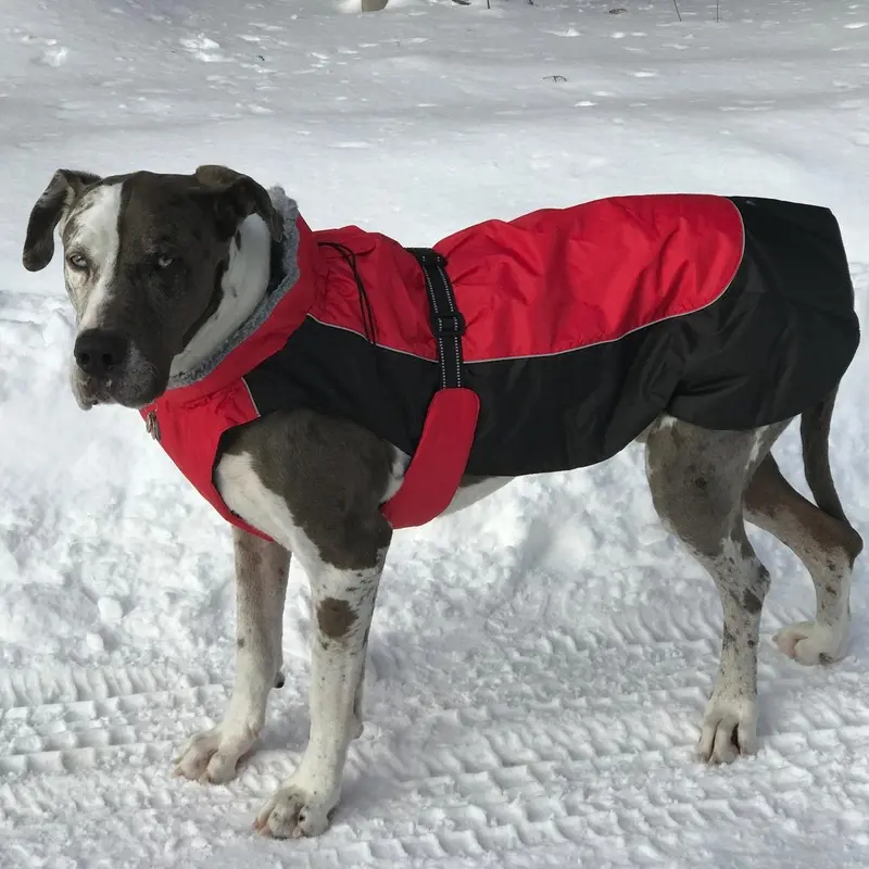 Alpine All-Weather Dog Coat by Doggie Design - Red and Black X-Small