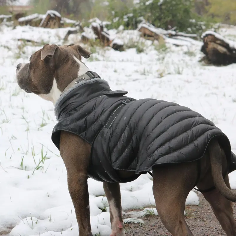 Alpine Extreme Weather Puffer Dog Coat by Doggie Design - Black X-Small