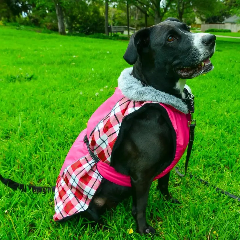 Alpine All Weather Dog Coat by Doggie Design - Raspberry Plaid X-Small