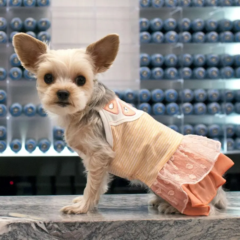 Citrus Dog Dress by Dogo X-Large