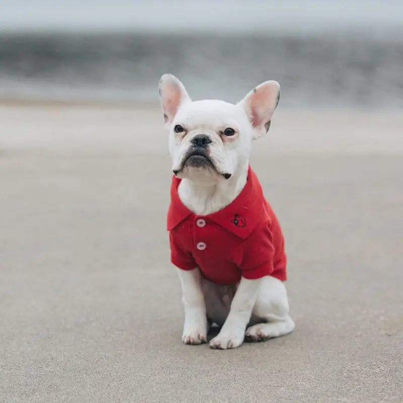 Solid Dog Polo by Doggie Design - Flame Scarlet Red X-Small