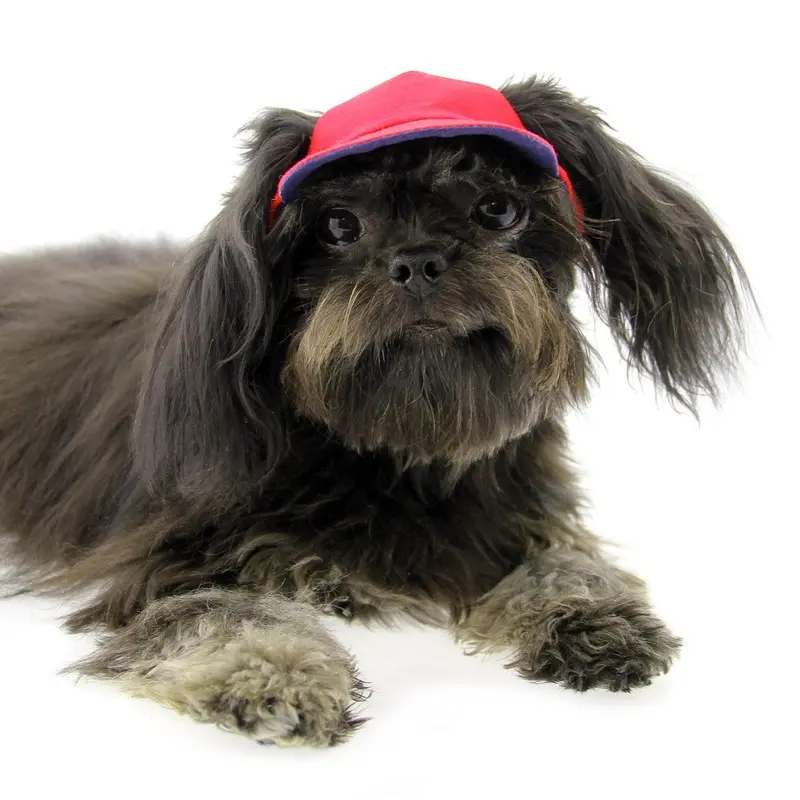 Joyful Bling Reversible Dog Visor - Blue and Red XX-Small - Out of Stock!