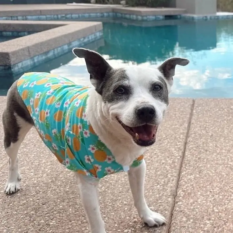 Hawaiian Camp Shirt by Doggie Design - Pineapple Luau XX-Small