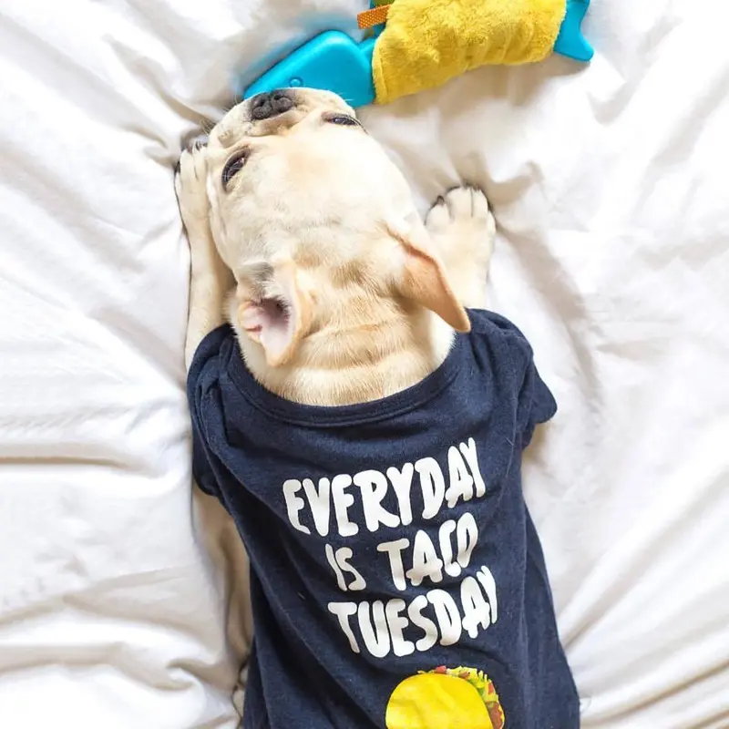 fabdog Taco Tuesday Dog Shirt - Heather Blue Size 12