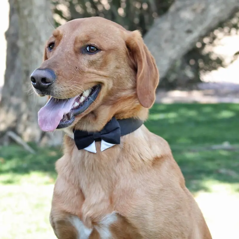 Doggie Design Interchangeable Dog Bow Tie Collar Set - Black X-Small