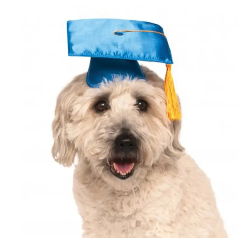 Rubies Graduation Dog Hat - Blue Small/Medium