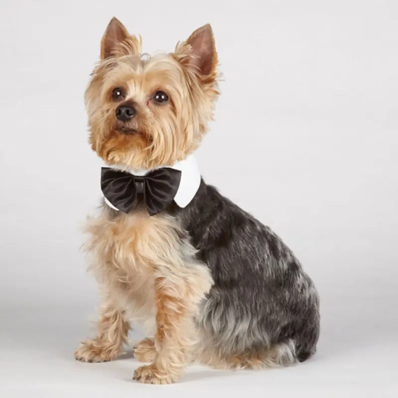 Aria Canine Royale Dog Bowtie - Black Satin Small